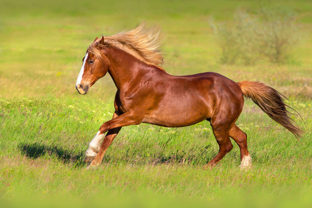 Κόκκινο άλογο με ξανθά μακριά χαίτη που τρέχουν γρήγορα στο πεδίο καταπράσινη άνοιξη - Φωτογραφία, εικόνα