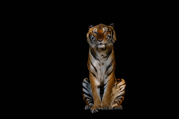 Tiger, samostatný. - Fotografie, Obrázek