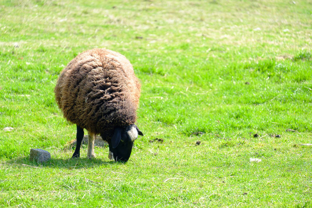 Schafe fressen Gras. - Foto, Bild