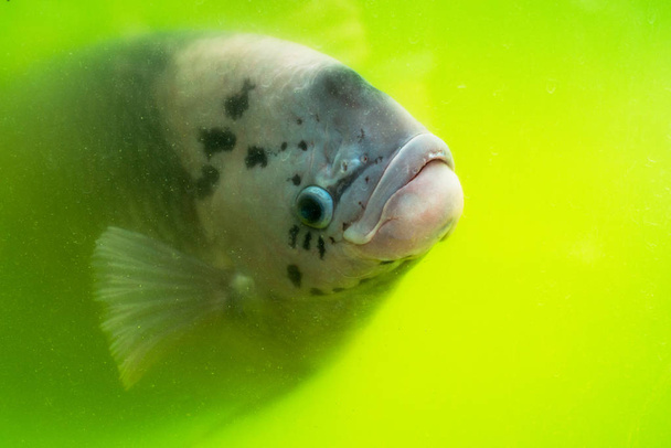 Iso kalanpää
 - Valokuva, kuva