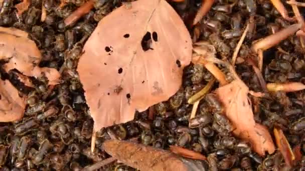 Escarabajo europeo de corteza de abeto
,  - Metraje, vídeo