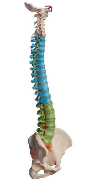Anatomía, modelo de columna vertebral
 - Foto, imagen