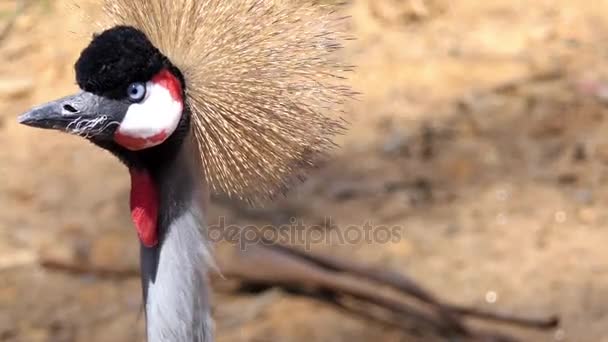 La grulla negra (Balearica pavonina) es un ave de la familia Gruidae. Se presenta en sabana seca en África al sur del Sahara, aunque en nidos en hábitats algo más húmedos.
. - Metraje, vídeo