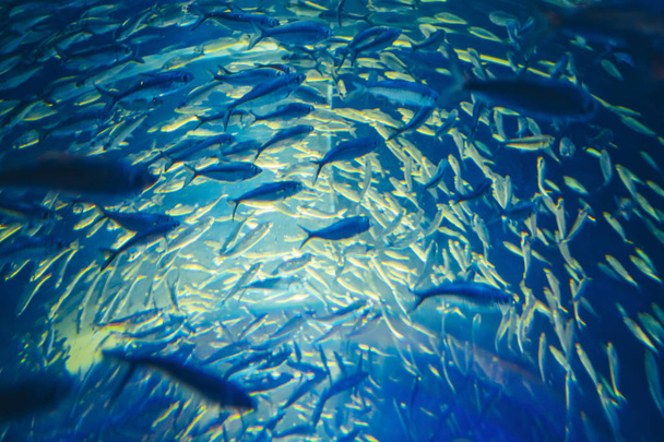 Shoal di pesci tropicali gialli rossi in acqua azzurra
 - Foto, immagini