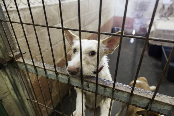 Tristi cani abbandonati
 - Foto, immagini