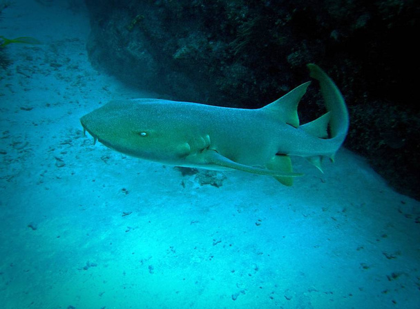 Nurse shark, Ambergris Caye, Belize - Photo, Image