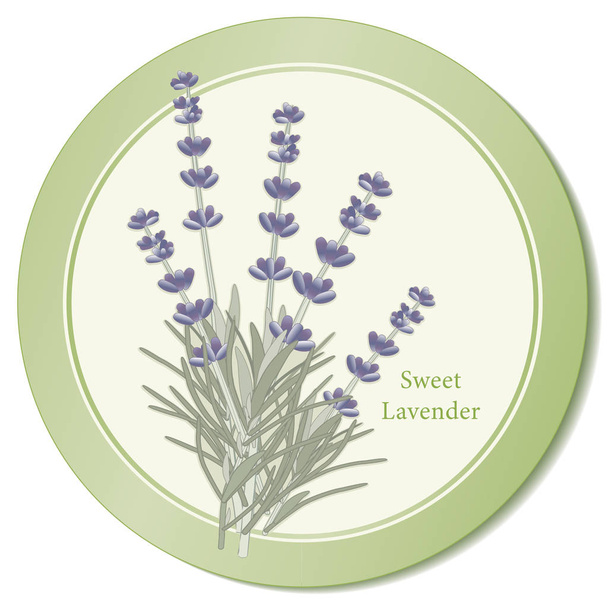 Icona di erbe dolci fiori di lavanda
 - Vettoriali, immagini