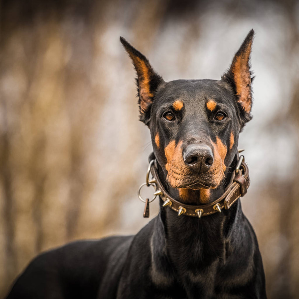 portret psa Doberman - Zdjęcie, obraz