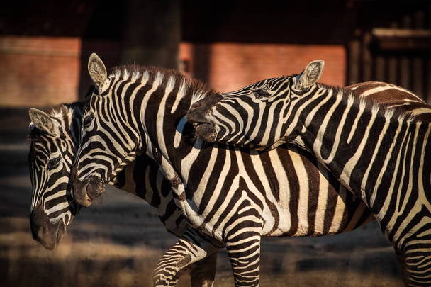 two zebra in zoo - Photo, image