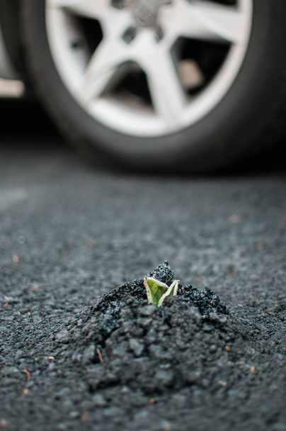 Plante poussant à travers l'asphalte
  - Photo, image