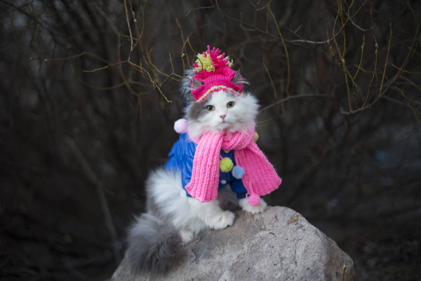 Katze in warmer Kleidung wartet auf den Frühling - Foto, Bild
