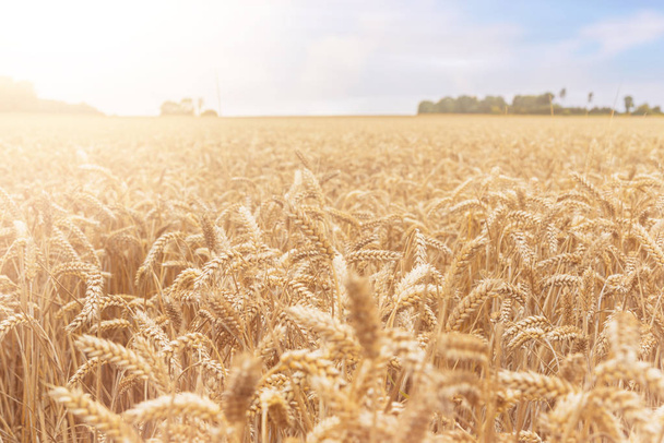 zlaté pšenice na hřišti v teplé večerní slunce - Fotografie, Obrázek