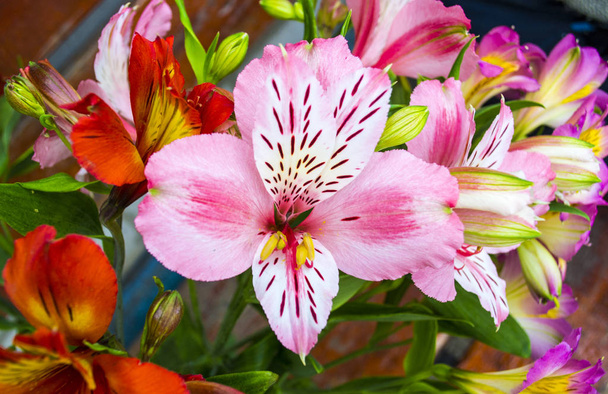 bouquet of flowers. Alstroemeria. Bouquet of flowers Alstroemeri - Photo, Image