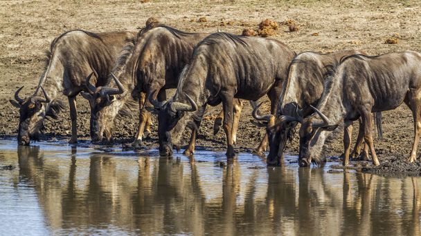 Blue wildebeest in Kruger National park, South Africa - Zdjęcie, obraz