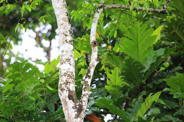 White-bellied δρυοκολάπτης (Dryocopus javensis parvus) στο νησί Simeulue της Δυτικής Σουμάτρα, Ινδονησία - Φωτογραφία, εικόνα