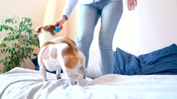 Chica saltando en la cama junto con gato perro russell terrier
 - Metraje, vídeo
