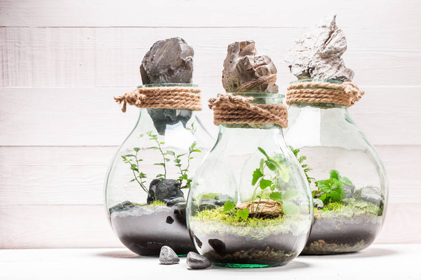 Stunning jar with piece of green forest with self ecosystem - Φωτογραφία, εικόνα