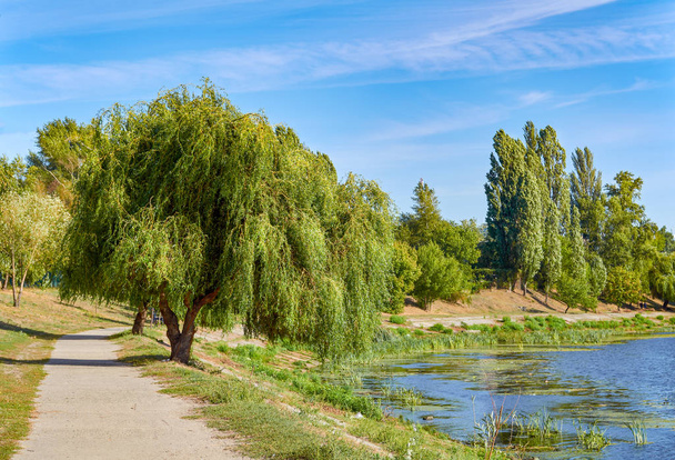 Picture of willow and path at bank of pond. - Photo, Image