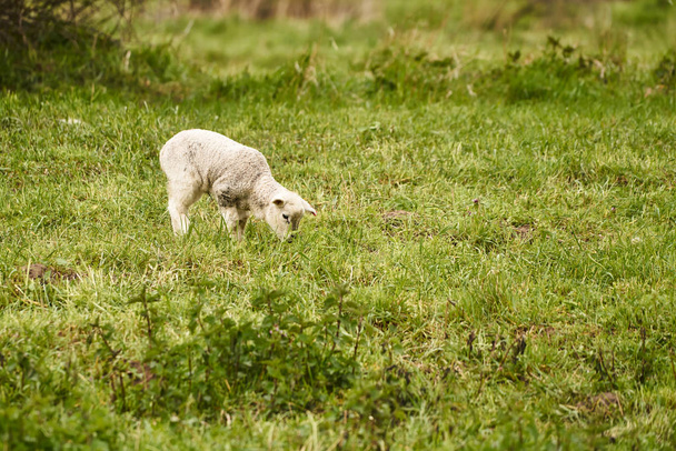 Young sheep on a meadow - Photo, Image