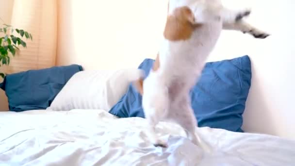 Lindo perro jugando en la cama
 - Metraje, vídeo