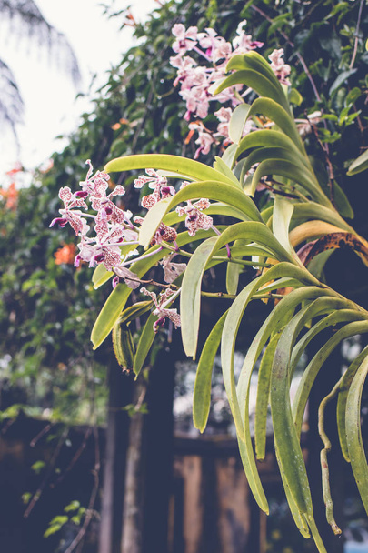 Красива Тропічна квітка фону на острові Балі, Індонезія. Крупним планом квіти. - Фото, зображення