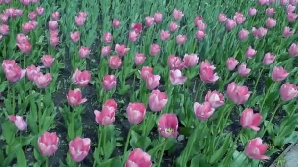 Hermoso parque de primavera cubierto de flores frescas tulipanes rosados
 - Imágenes, Vídeo