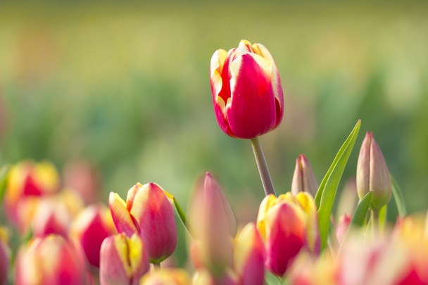 Red yellow tulips closeup - Foto, Imagem