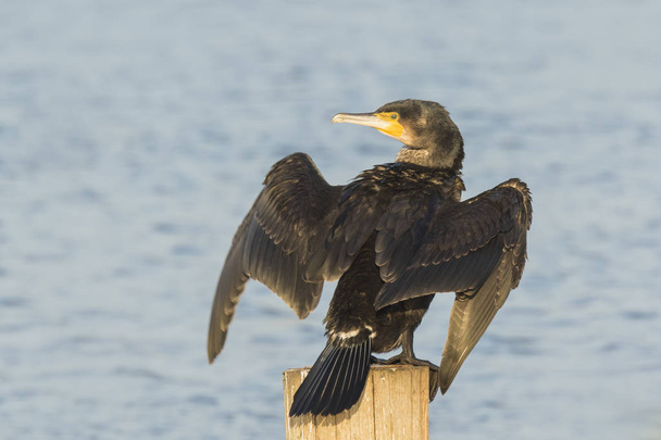 Grandes alas de secado de cormoranes
 - Foto, Imagen