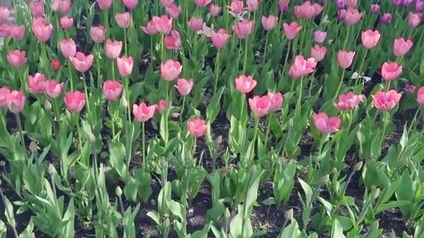 schöner Frühlingspark mit frischen Blumen rosa und lila Tulpen bedeckt. - Filmmaterial, Video