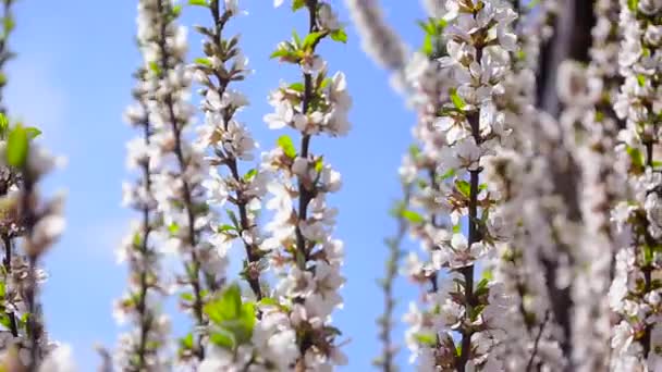 Kaunis kukkiva kirsikkapuu sinistä taivasta vasten
 - Materiaali, video