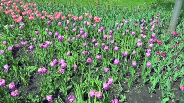 Krásné jaro park vztahuje čerstvé květiny růžové a fialové tulipány - Záběry, video