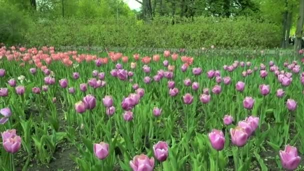 Krásné jaro park vztahuje čerstvé květiny růžové a fialové tulipány.  - Záběry, video