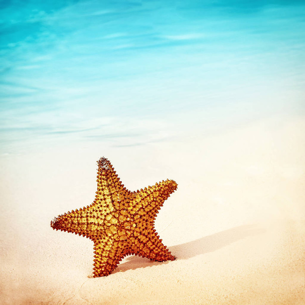 Beautiful starfish background - Photo, Image