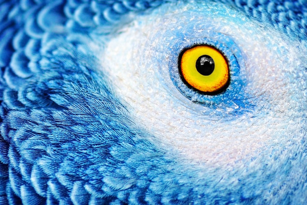 Beautiful parrot eye - Fotó, kép