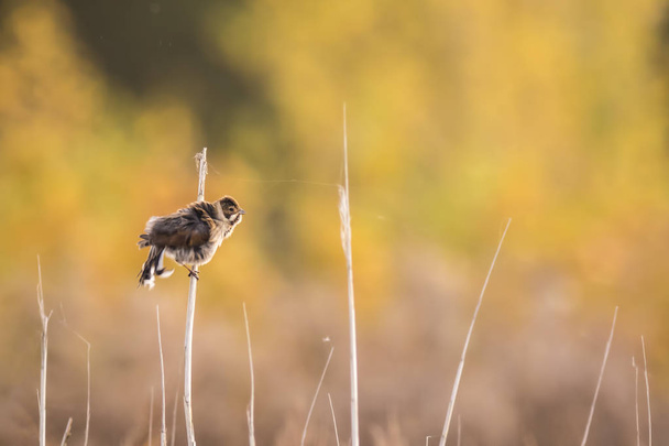 Singing bird in the reeds - Photo, Image