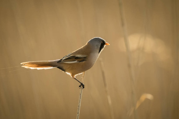 Pájaro madrugador
 - Foto, imagen