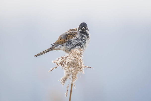 Singing bird in the reeds on a windy day - Photo, Image