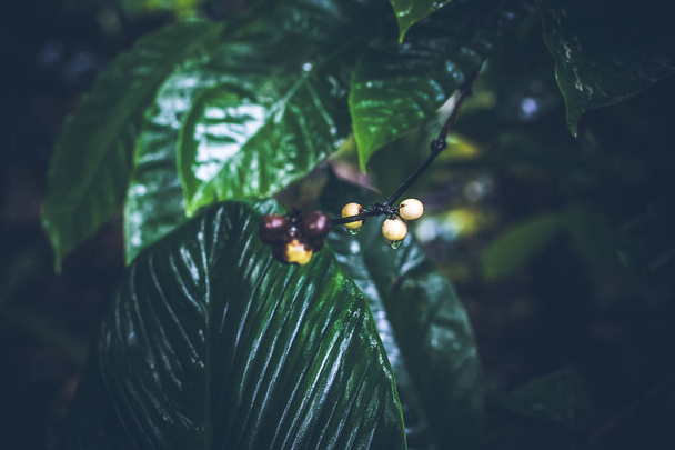 Authentic organic coffee arabica on a coffee plantation of tropical Bali island, Indonesia. - Фото, изображение