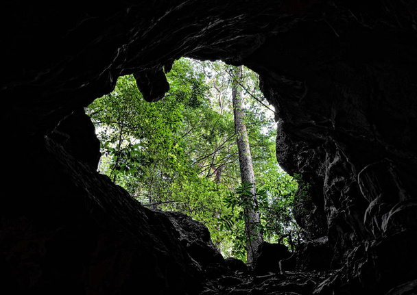 Mountain forrest - view from the cave - Foto, imagen