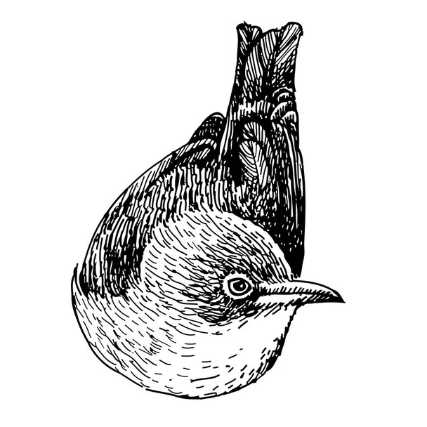 рисунок птичьего каракуля
 - Вектор,изображение