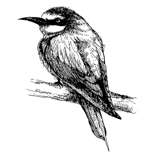 Bee-eater bird doodle hand drawn - Vector, Image