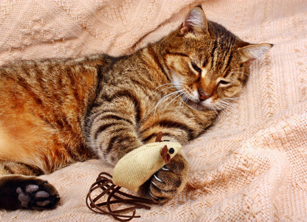Funny, beautiful cat playing with the mouse - Photo, Image