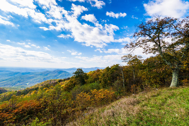 Colorful Leaves in Shenandoah National Park During high Fall Col - Photo, Image