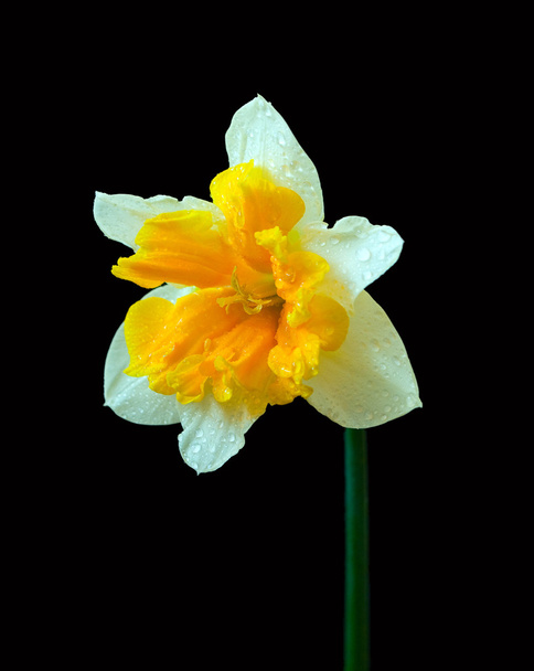 Narciso amarillo sobre fondo negro
 - Foto, imagen