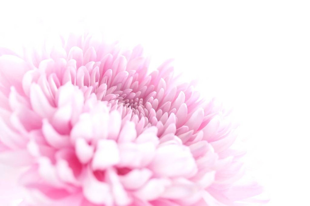 Pinkki krysanteemi kukka - Valokuva, kuva