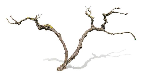Primer plano de la rama seca
    - Foto, Imagen