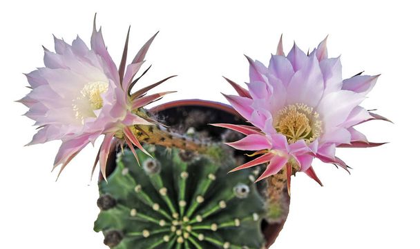 kaktus wielkanocny lily z kwiatem - Zdjęcie, obraz