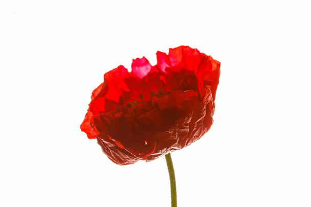 poppy flower isolated on the white - Fotoğraf, Görsel