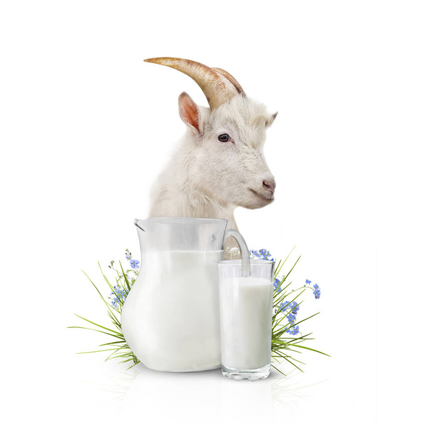 Glass of milk and goat - Fotoğraf, Görsel