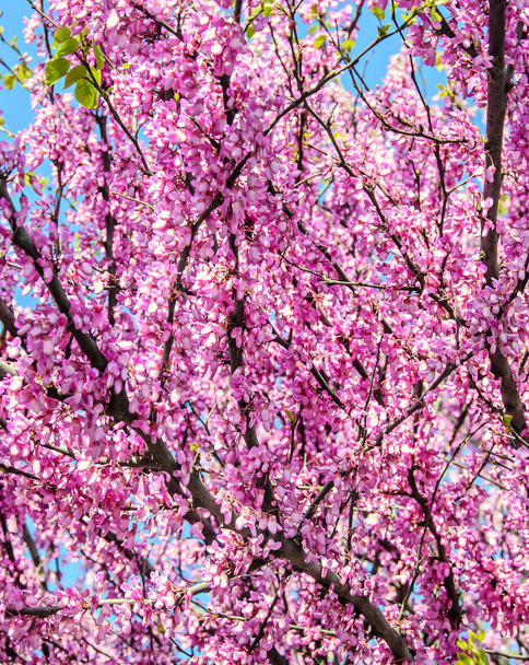 Kwiaty fioletowe drzewa judaszowiec południowy, Judasz drzewa odkryty - Zdjęcie, obraz
